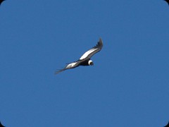 Condor
