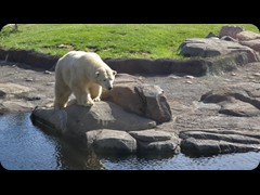 Polar Bear Lady 'Anana'