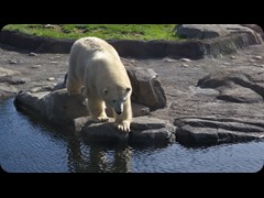 Polar Bear Lady 'Anana'