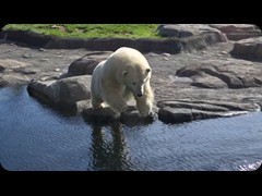 Polar Bear Lady 'Anana'