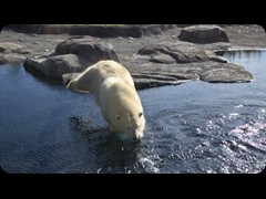 Polar Bear Lady 'Anana'