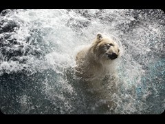 Polar Bear Lady 'Anana'