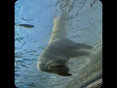 Polar Bear Lady 'Anana'