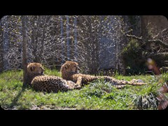 Cheetahs