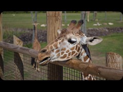 Masai Giraffe