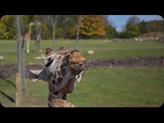 Masai Giraffe