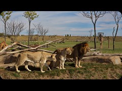 Tomo and the sisters 'Asali and Kazi'