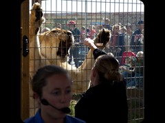 Lion feeding