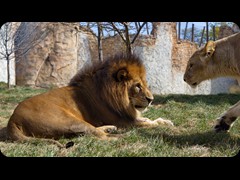 The Lion King 'Tomo '
