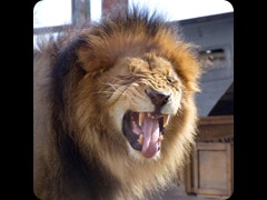 The Lion King 'Tomo '