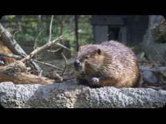 Beaver