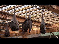 Batmen