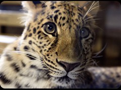 African Leopard