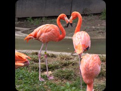 Caribbean Flamingo