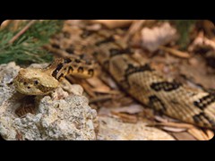 Canebrake Rattlesnake