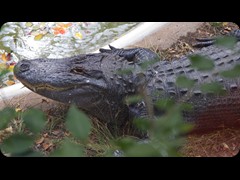 Alligator