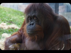 Orangutan