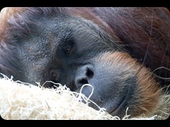 Orangutan