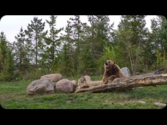 Alaskan Brown Bears 'Brutus and Buckeye'