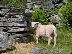 Schaf