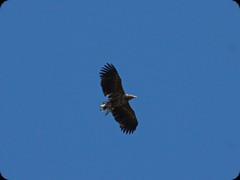 Adler
