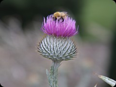 Distel, das Wahrzeichen von Schottland