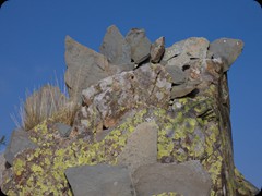 kleiner Dino