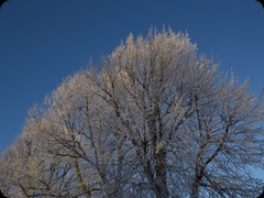Raureif auf Suomenlinna
