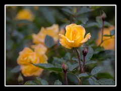 im Rosengarten