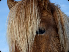 Islandpferd