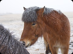 Islandpferd