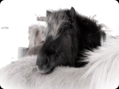 Islandpferd