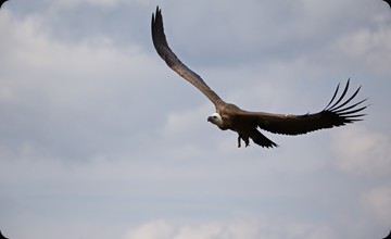 IMG_4584