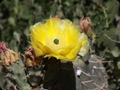 Kaktusblüte