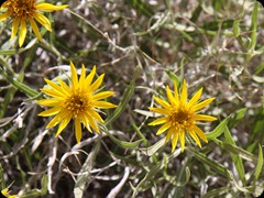 Blumen