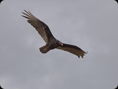 Tturkey vulture (Truthahngeier)