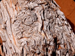 Holz