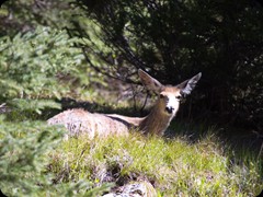 Maultierhirsch