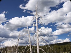 Yellowstone