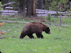 Grizzly auf dem Weg zum Campingplatz