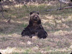 Grizzly mit 2 Jungen