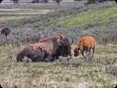 Bisons mit Jungen