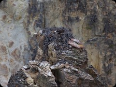 Osprey  (Fischadler)