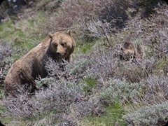 Grizzly