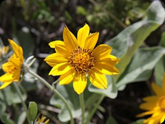 Blume