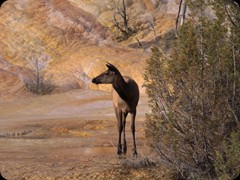 Wapiti in Mammoth Hot Springs