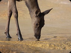 Wapiti  in Mammoth Hot Springs