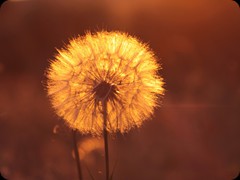 Pusteblume im Sonnenuntergang