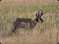 Gabelbock