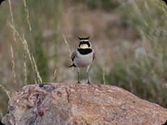 Horned Lark (Ohrenlerche)